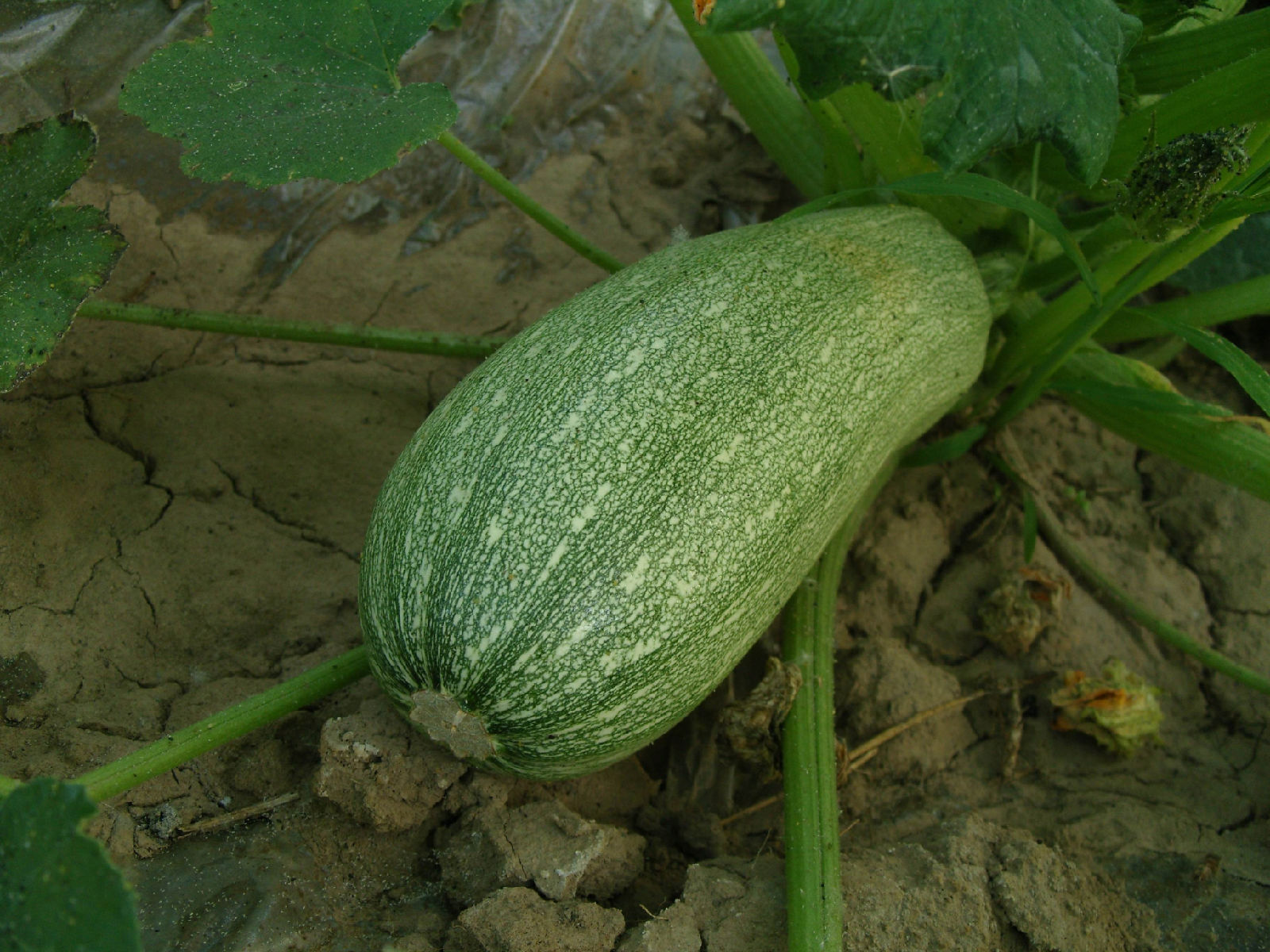 绿宝早熟西葫芦