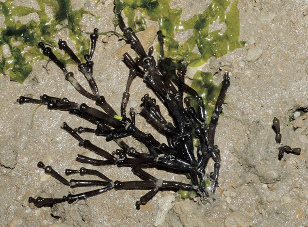  p>缢江蓠(学名:gracilaria salicornia)是江蓠科江蓠属的一种藻类.