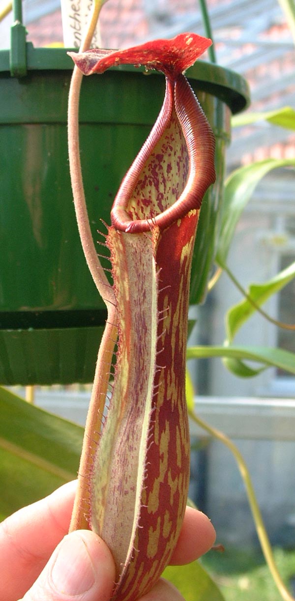  p>博世猪笼草是 a href="#" data-lemmaid="1473380">婆罗洲 /a>特有