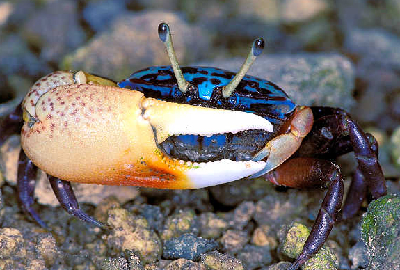  p>四角招潮蟹(学名:uca tetragonon)最大的特征是雄蟹具有一对大小