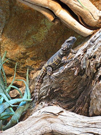 armadillo spiny-tailed lizard