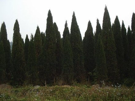 塔松（一种松柏类植物）_百度百科