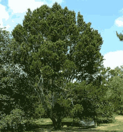 pinus bungeana zucc. ex endl.