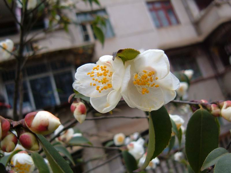  p>茶梅(学名: i>camellia sasanqua /i> thunb.