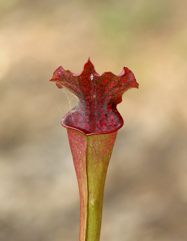  p>瓶子草属(学名:sarracenia)是食虫植物,共有9种和众多的亚种,变种