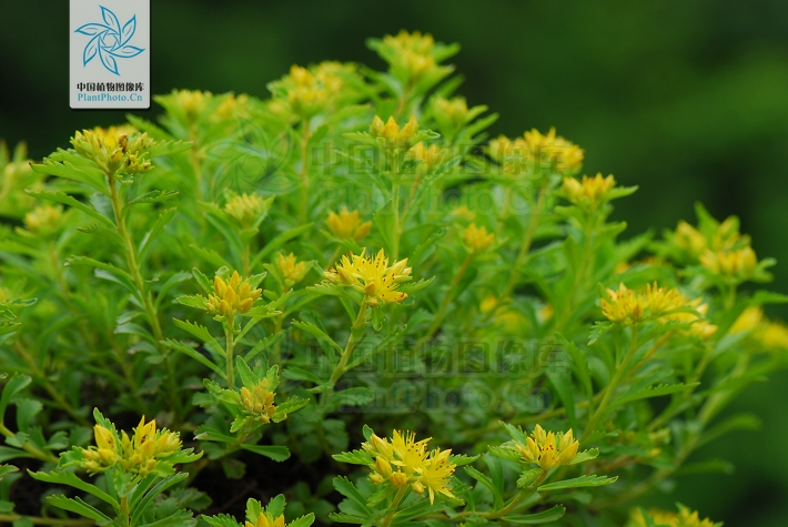  p>细叶景天,是 a target="_blank" href="/item/双子叶植物纲">双子