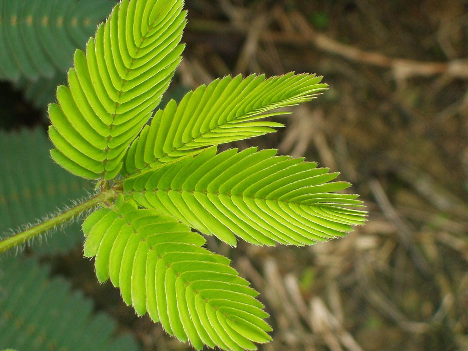  p data-id="gnwge8m2g4">感性运动是指植物体受到不定向的外界刺激而