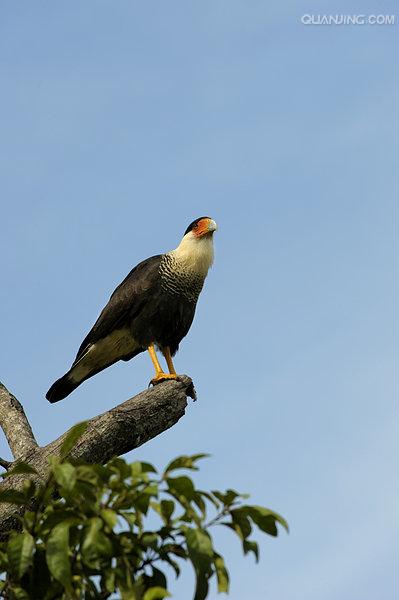  p>卡拉卡拉鹰 (caracara)亦称屍鹰(carrion hawk).