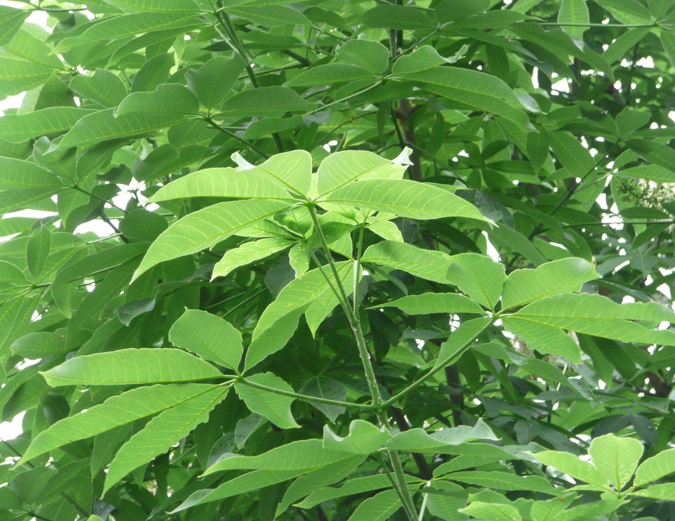 欧洲红花七叶树