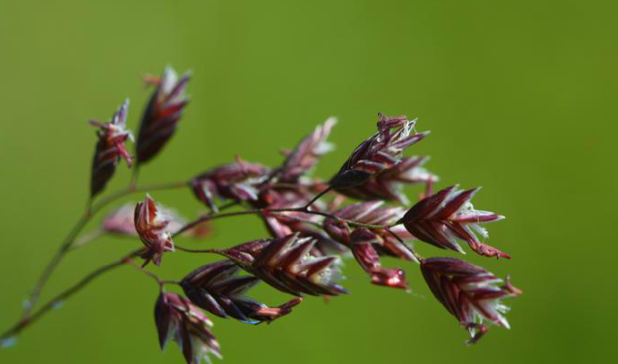  p>大药碱茅(学名:puccinellia macranthera)为 a href="#">禾本科 /a