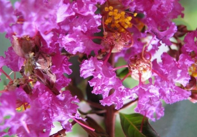 日本红叶乔木紫薇