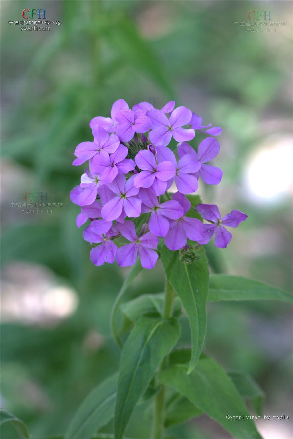  p>香花芥属(拉丁文:hesperis linn.