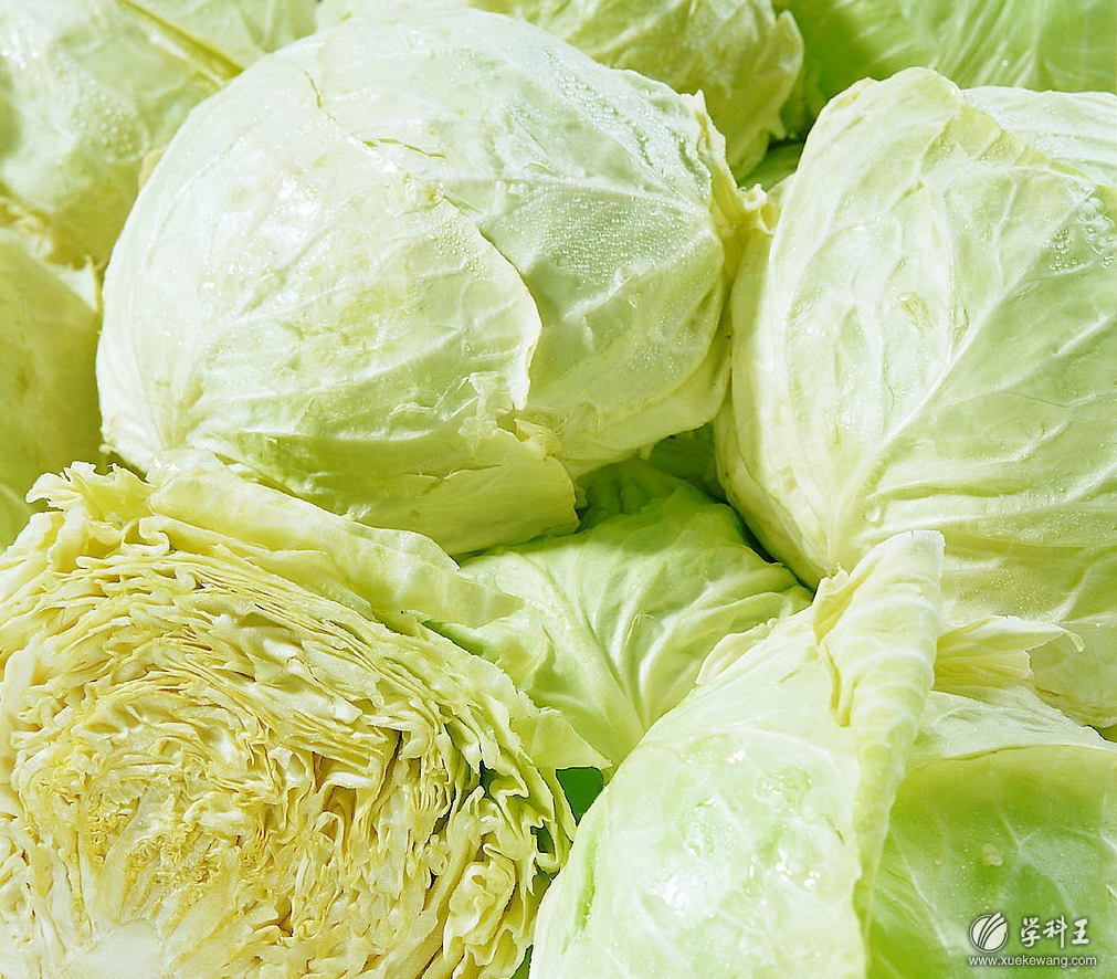 白菜