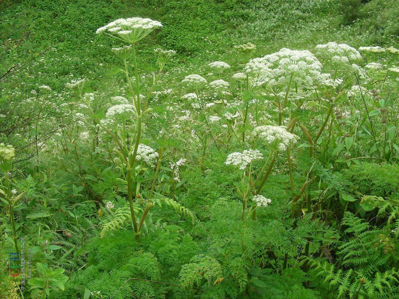  p>细裂藁本(学名:ligusticum tenuisectum)是伞形科藁本属的植物,是