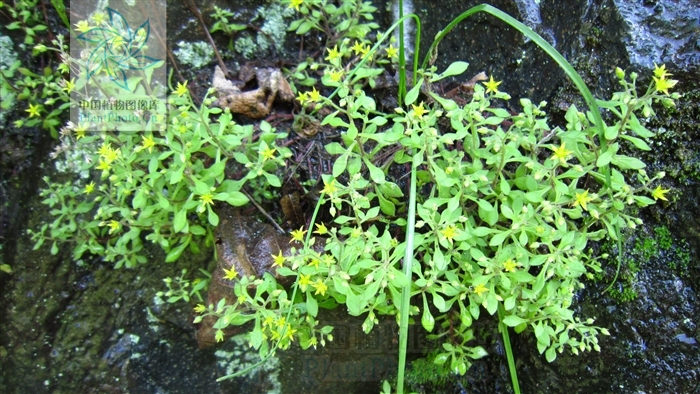  p>繁缕景天(学名: i>sedum stellariifolium /i> franch.