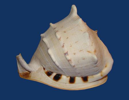  p> a target="_blank" href="/item/万宝螺/4857348" data-lemmaid="