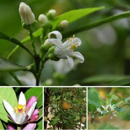 香橼（芸香科柑橘属植物）_百度百科