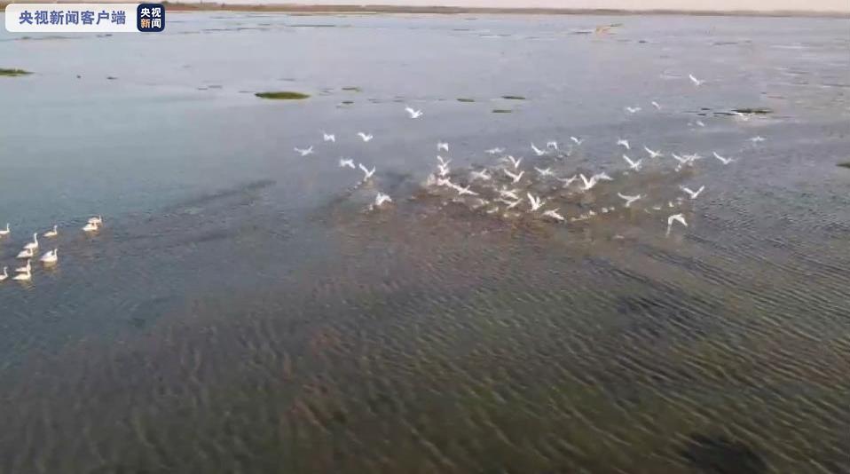 国家一级保护动物东方白鹳等候鸟飞抵洪泽湖湿地保护区_百科TA说
