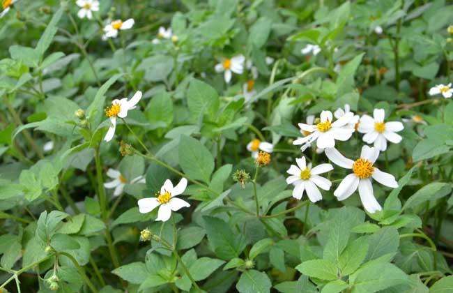菊科地球上当之无愧的 开花植物之王 它的身影几乎遍布全球 百科ta说