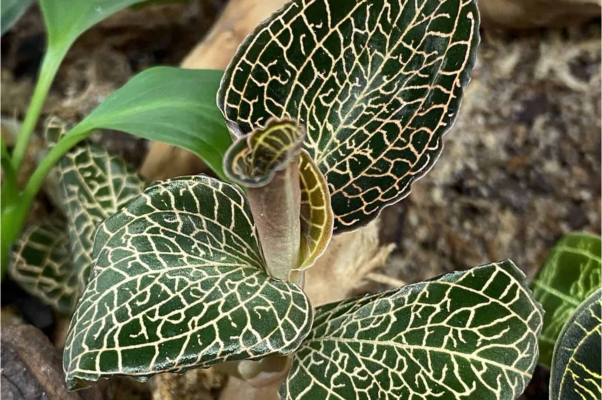  p>金线兰属(学名: i>anoectochilus /i> blume):是微子目,兰科下的一