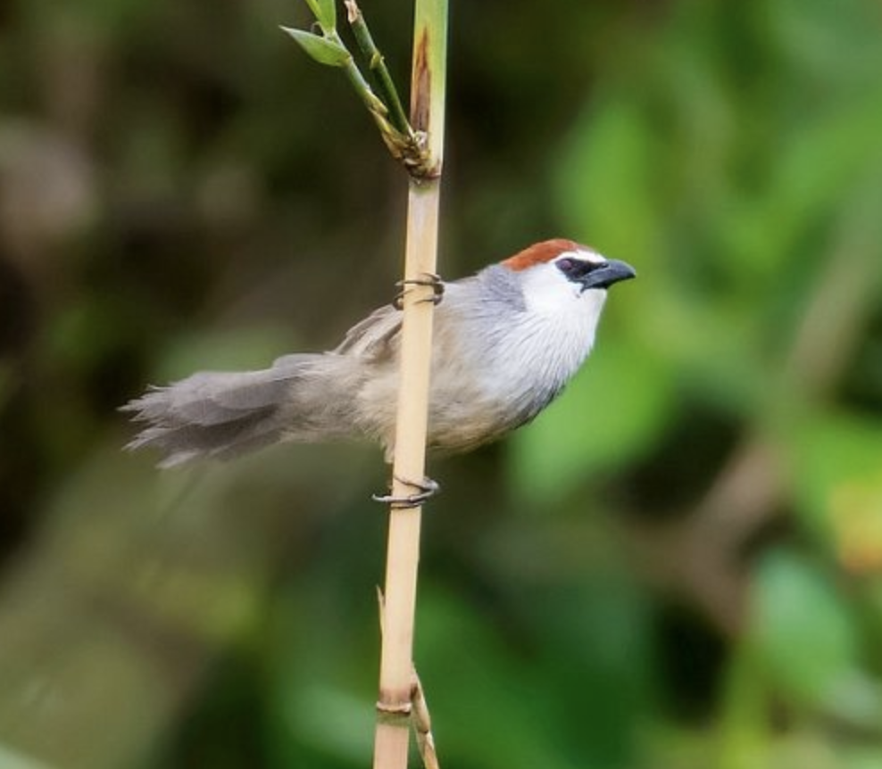  p>红顶鹛(学名: i>timalia pileata /i>)是画眉科,鹛属小型鸟类,体长