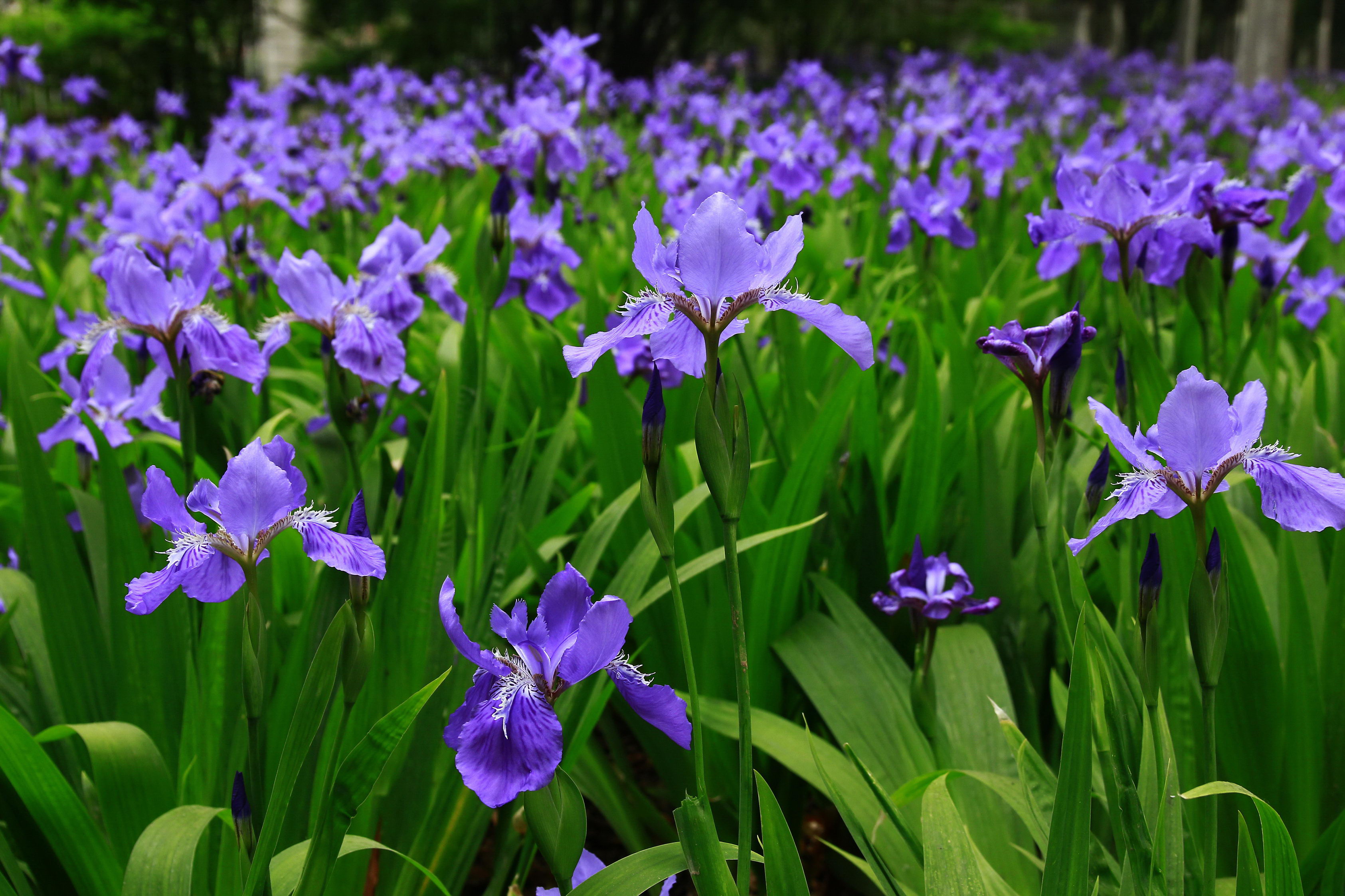  p>鸢尾(学名:iris tectorum maxim.