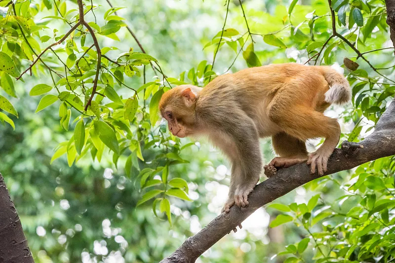 tiqwkvu7ol7h">短尾猴是灵长目猴科猕猴属哺乳动物,又称红面猴,断尾猴