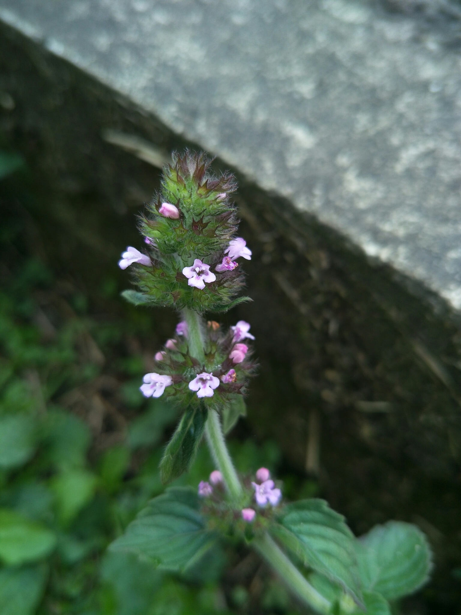 kuntze)是唇形科风轮菜属多年生草本植物,高1米.