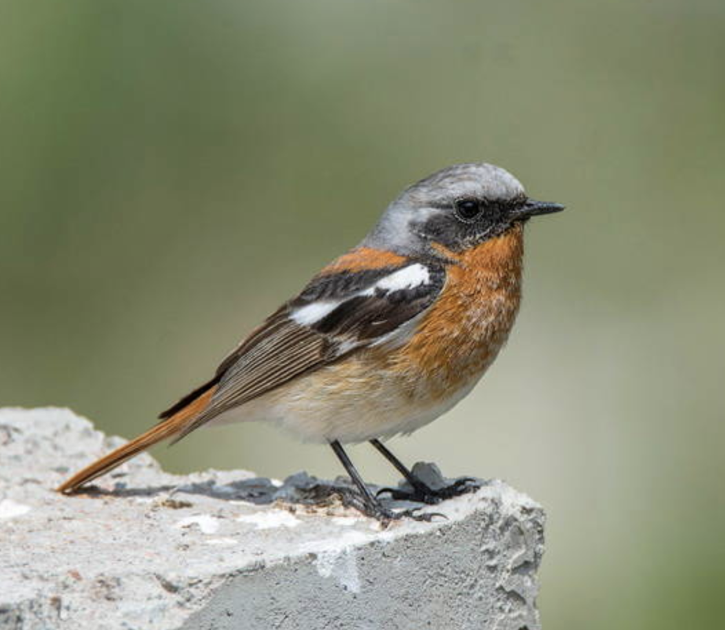  i>phoenicurus erythronotus /i>)是鹟科,红尾鸲属小型鸟类,体长14