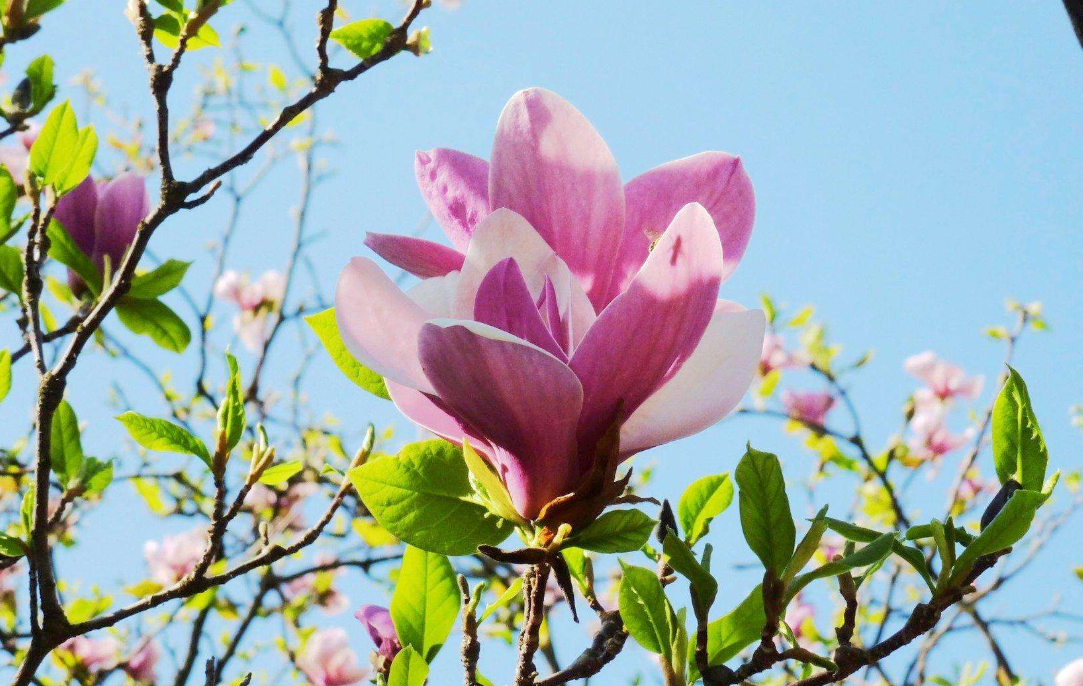 玉兰花这么养，花期延长，俏丽幽香，回顾一下，你做对了吗？_百科TA说