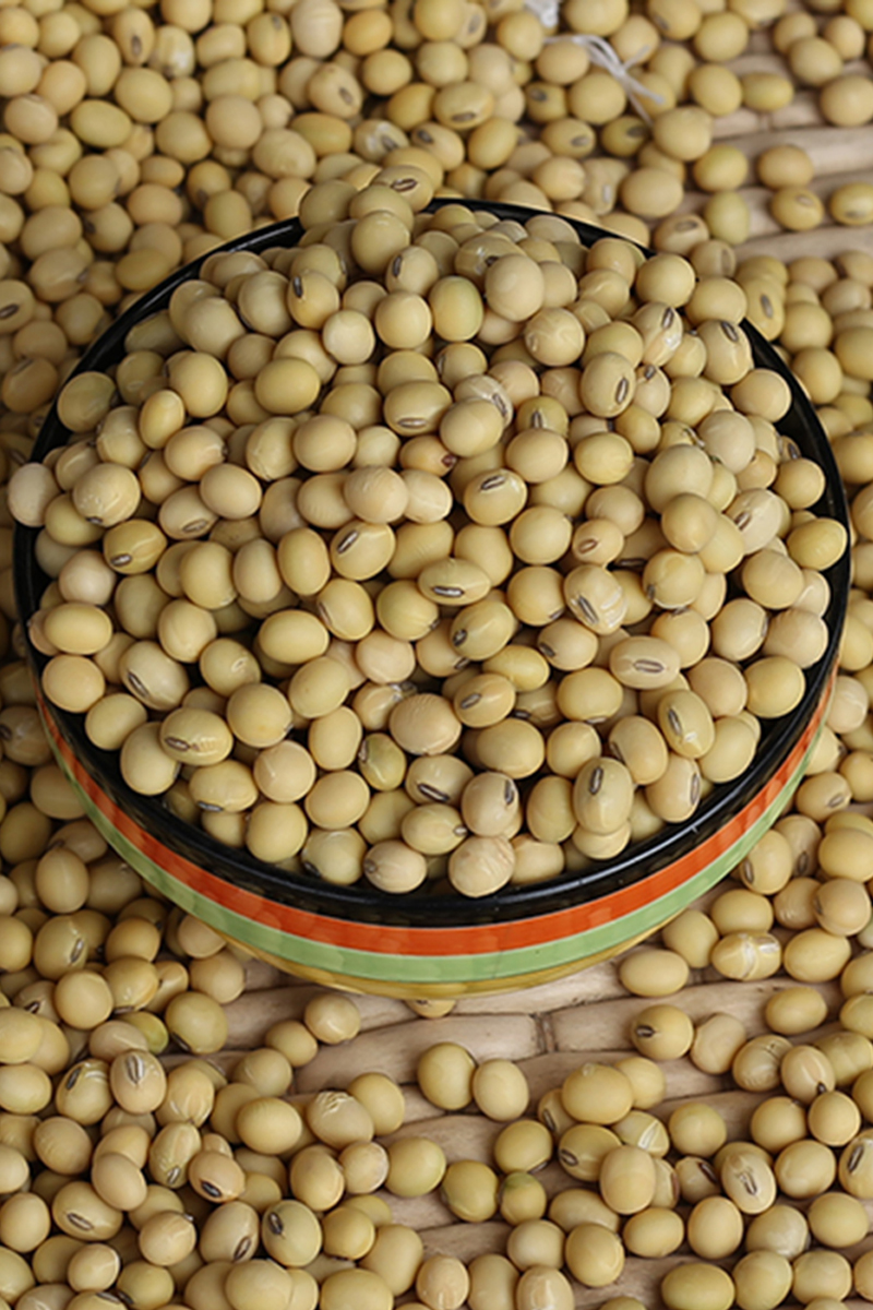 南漳黄豆