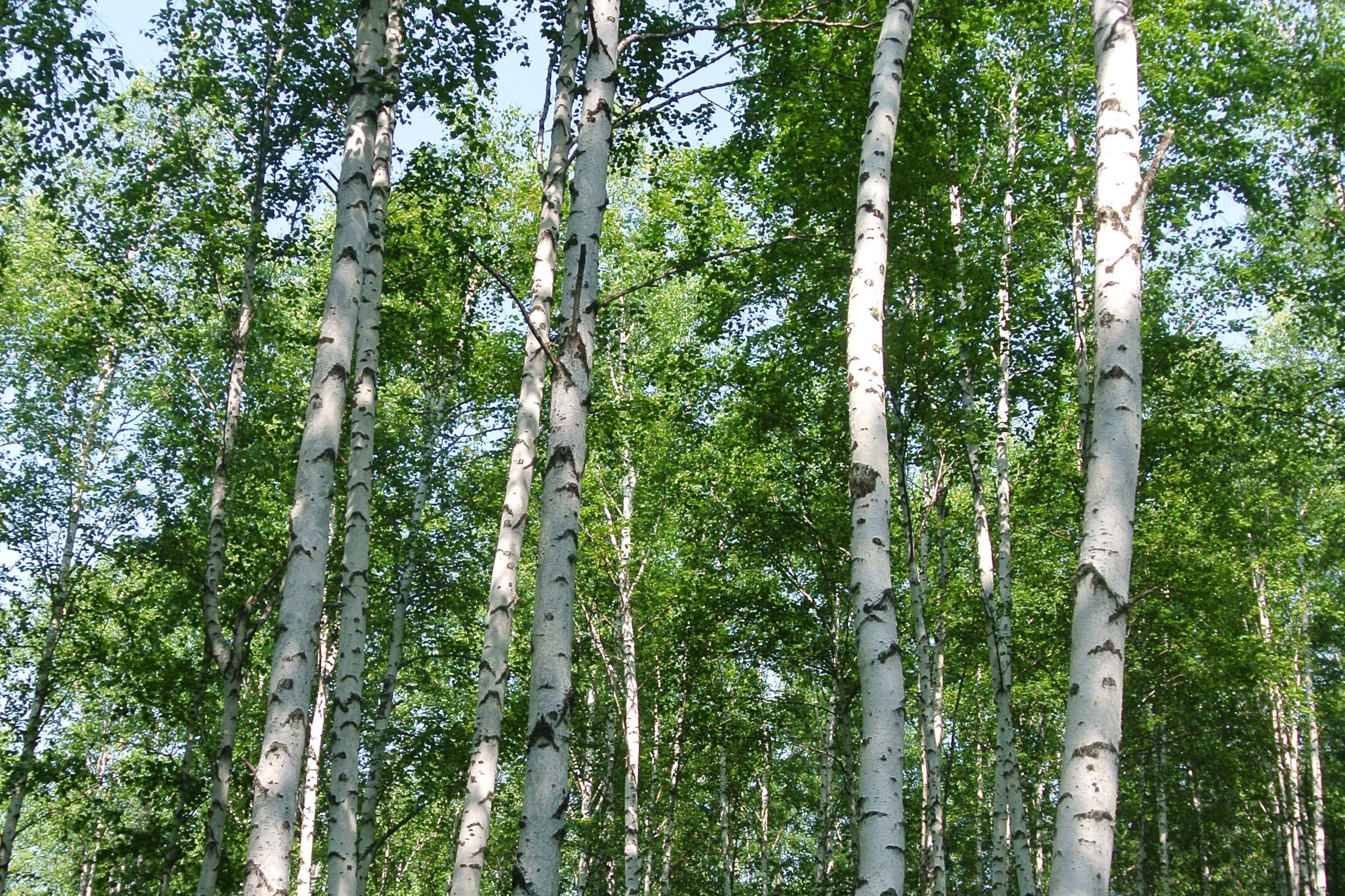 西南桦云南昌宁群体29家系