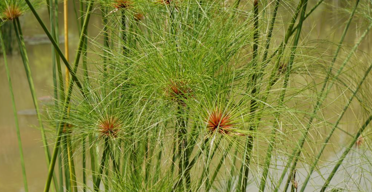 papyrus)是莎草科,莎草属的植物,具有粗壮的根状茎,高达2-3米,茎秆