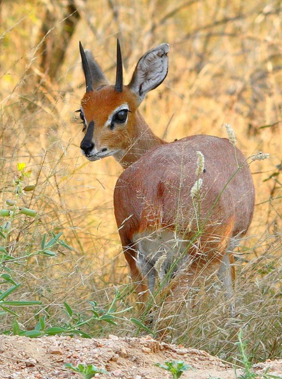 raphicerus campestris