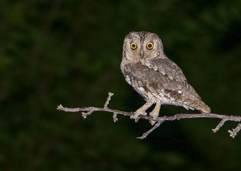eurasian scops-owl