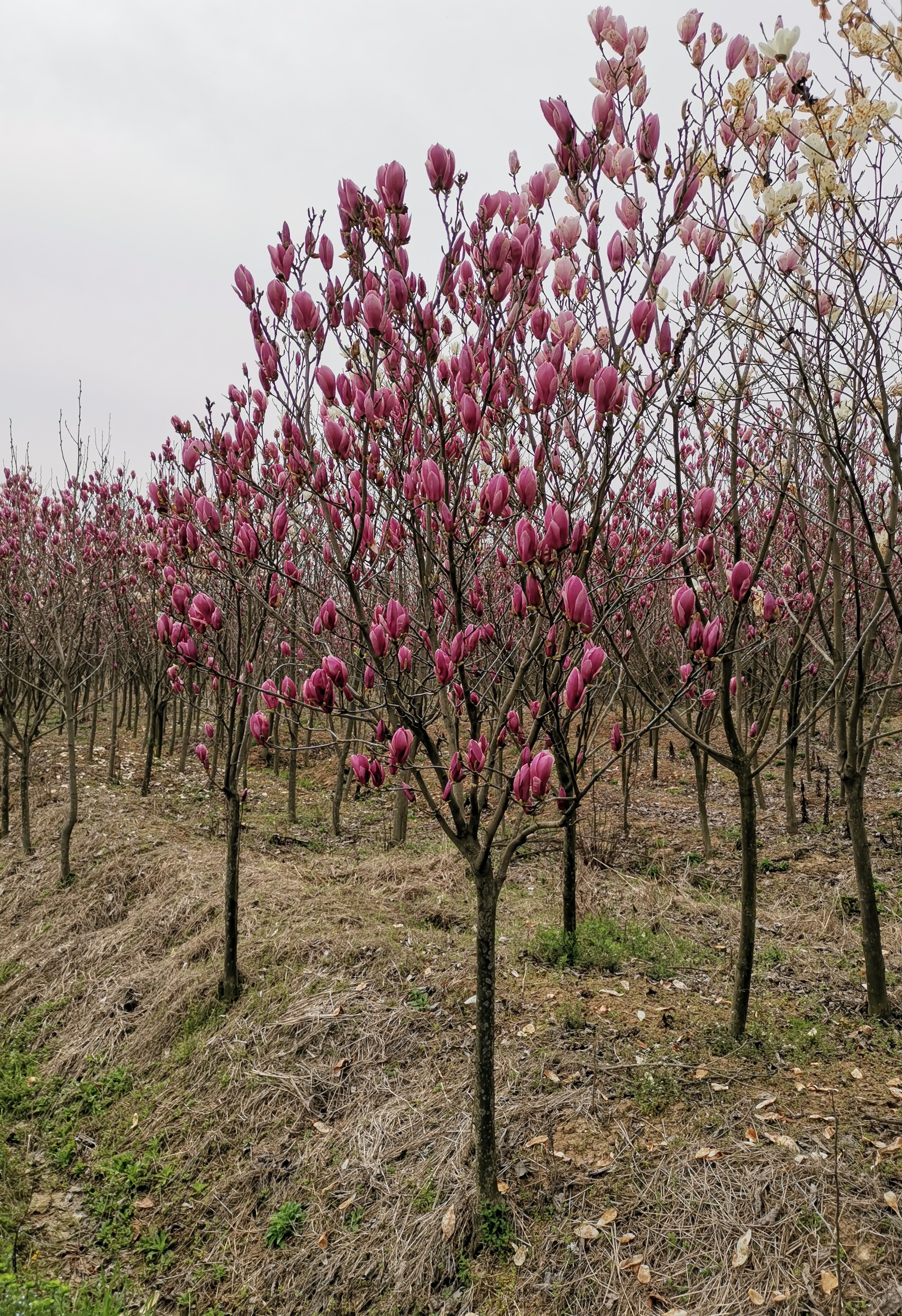 紫花玉兰