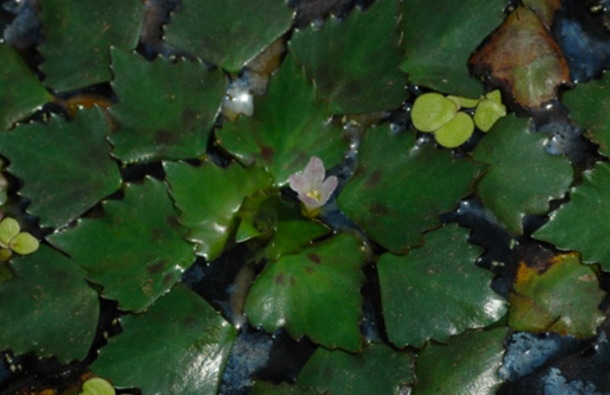  p data-id="go019edvcz">菱花是菱的花.