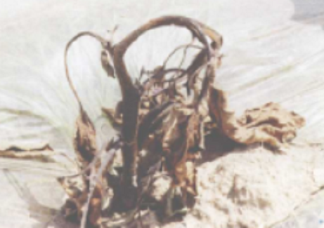  p>茄子根腐病是由茄病镰刀菌引起,发生在茄子上的病害.