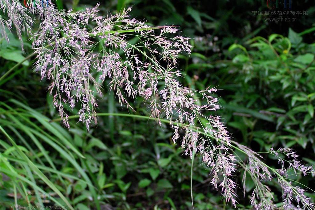 odorum l.,台湾黄花茅a. formosanum honda等4种,供饲料用.