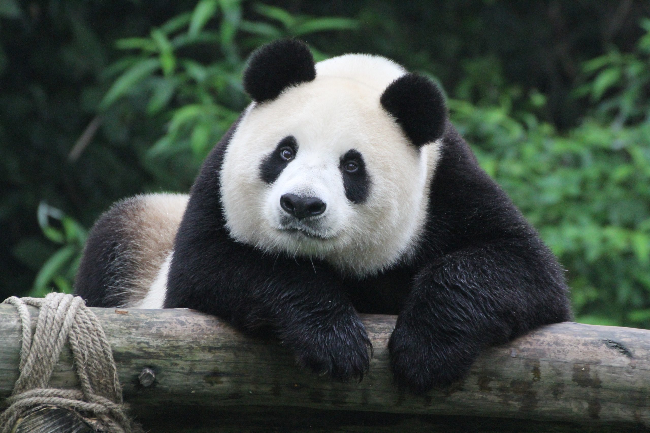 giant panda