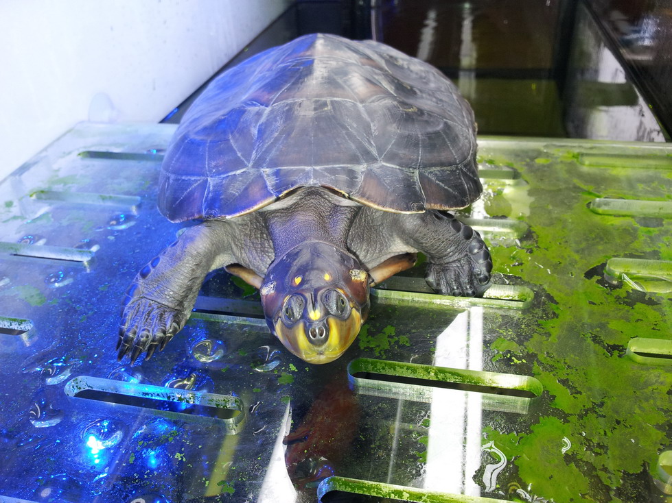 颈龟(学名: i>podocnemis unifilis /i>)是侧颈龟科,南美侧颈龟属动物