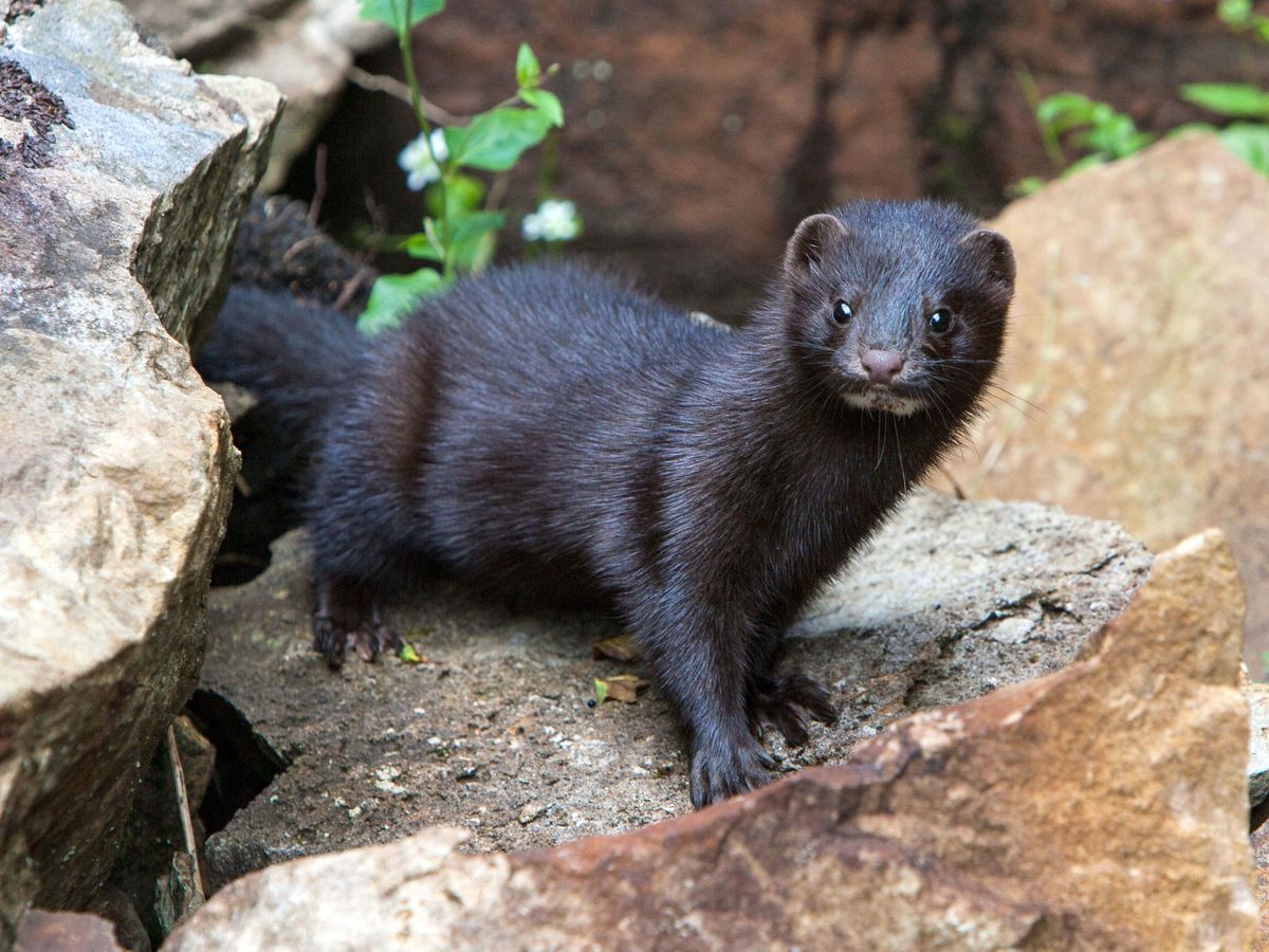  p>黑咖啡色水貂-6是一种鼬科,鼬属类生物,头短粗,耳小,头型轮廓明显