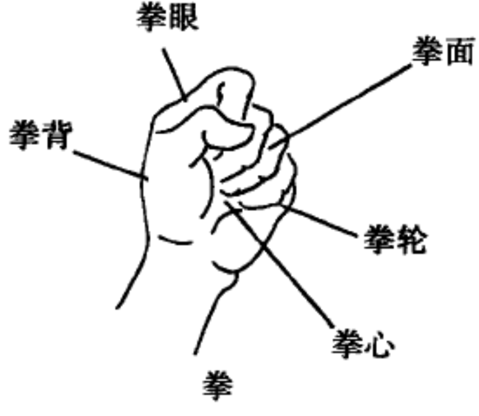 拳背