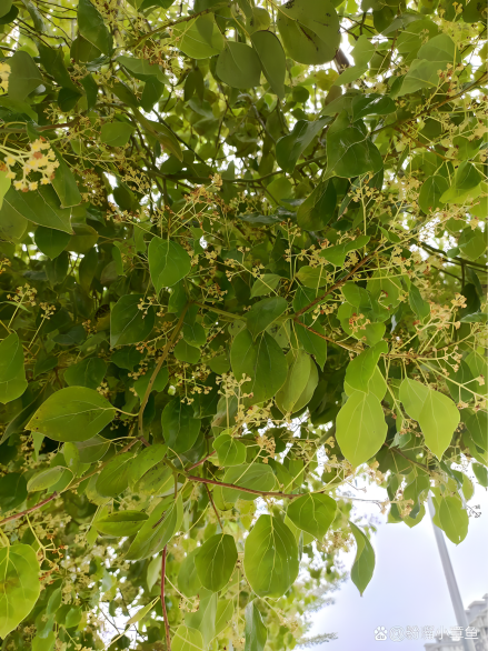 香樟木（樟科植物）_百度百科