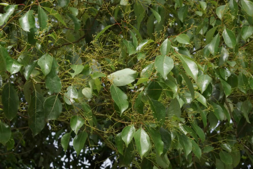 油樟（樟科樟属植物）_百度百科