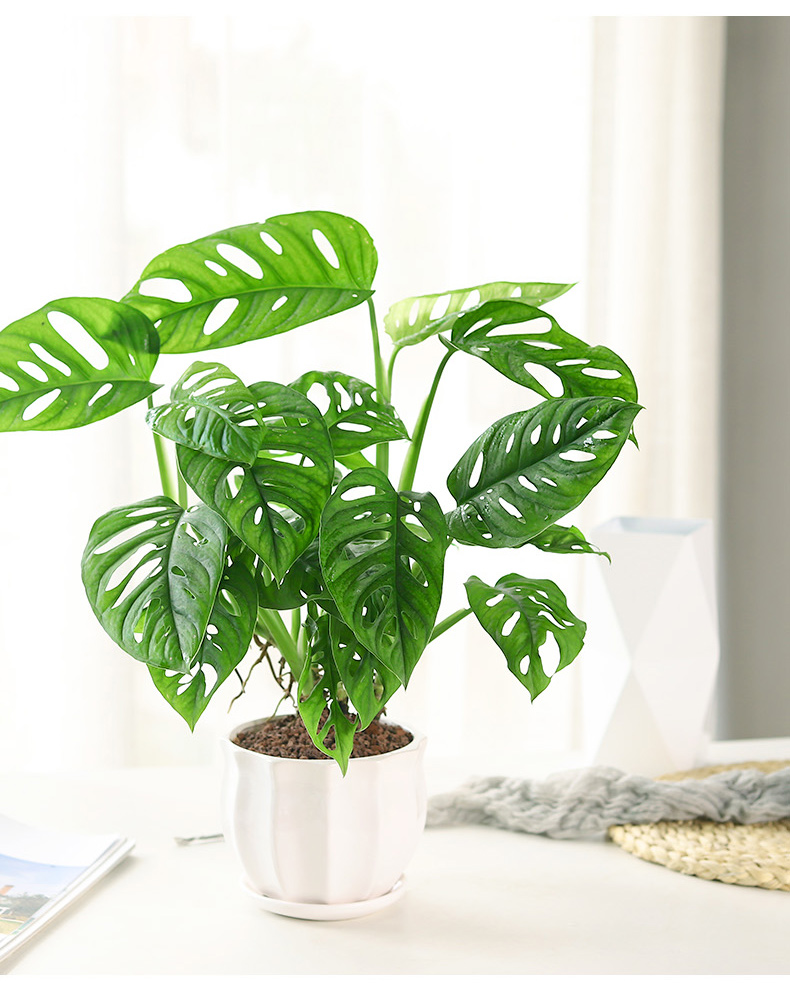  p data-id="tzcor6zqstks">多孔龟背竹,是天南星科龟背竹属多年生