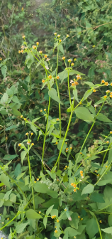 金钮扣（菊科金钮扣属植物）_百度百科