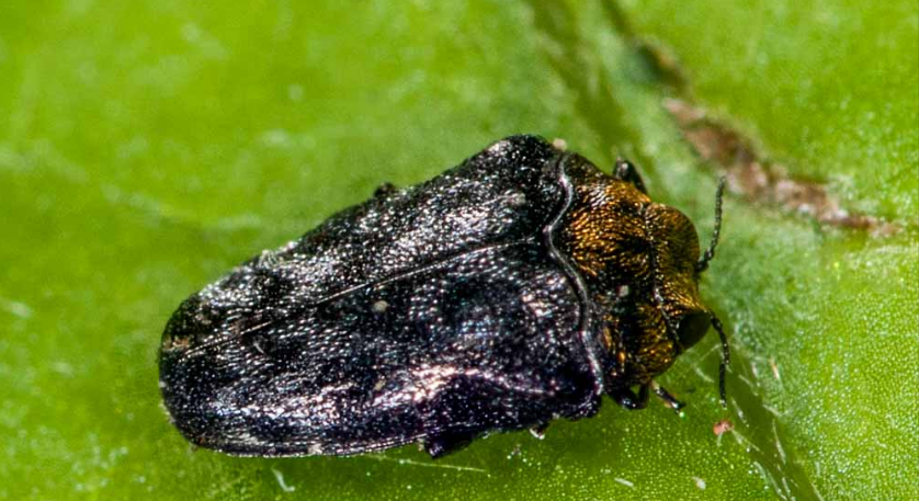 体型粗短微小;身体底色黑色;头部, a target="_blank" href="/item