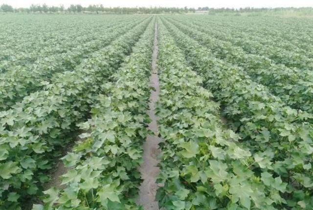  p data-id="go0gucxswc">赵毛陶镇,隶属于河北省沧州市海兴县,地处 a