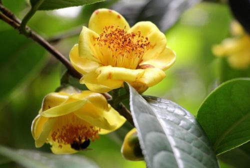 抱茎金花茶无性系15号